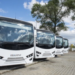 White Isuzu buses in a row
